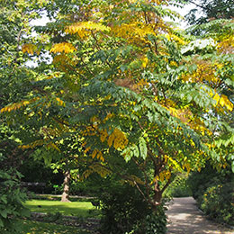 Arbol de anglica japons